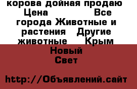 корова дойная продаю › Цена ­ 100 000 - Все города Животные и растения » Другие животные   . Крым,Новый Свет